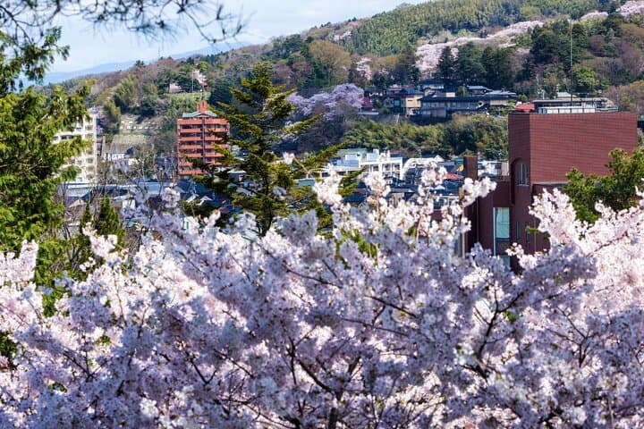 Kanazawa Cherry Blossom Tour: Private & Personalized with a Guide — photo 5
