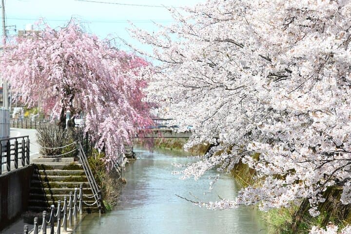 Kanazawa Cherry Blossom Tour: Private & Personalized with a Guide — photo 6