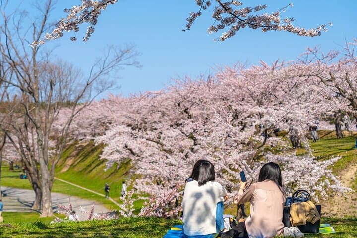 4 Hour Private Cherry Blossom "Sakura" Experience in Nagasaki — photo 2