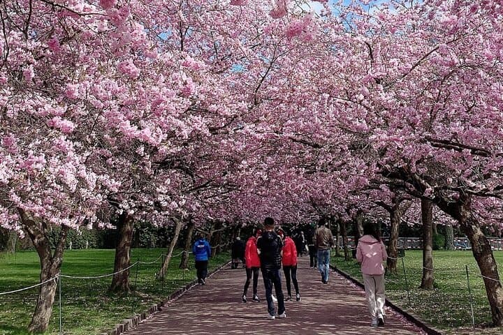 4 Hour Private Cherry Blossom "Sakura" Experience in Nagasaki — photo 3