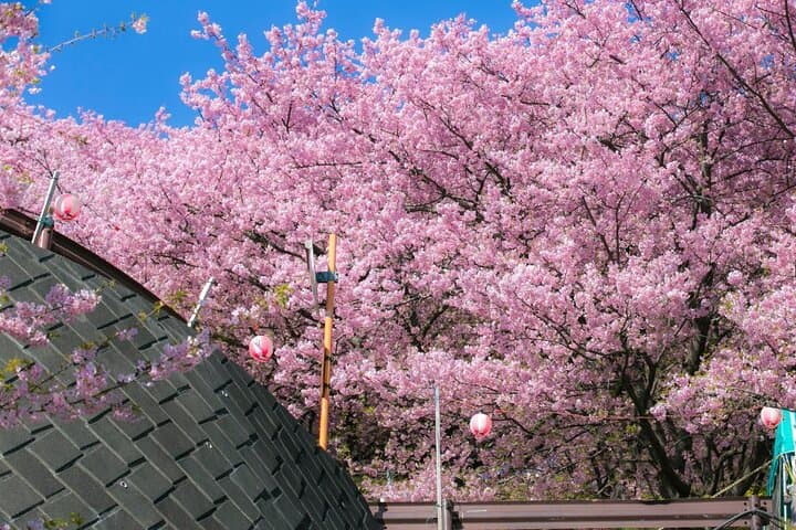 4 Hour Private Cherry Blossom "Sakura" Experience in Nagasaki — photo 4