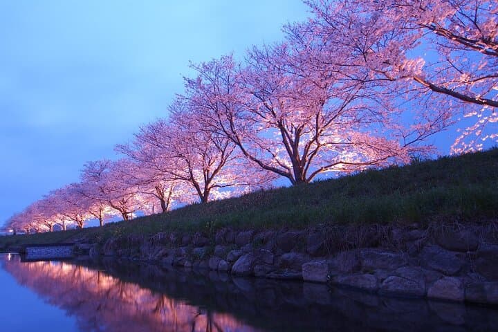4 Hour Private Cherry Blossom "Sakura" Experience in Nagasaki — photo 5