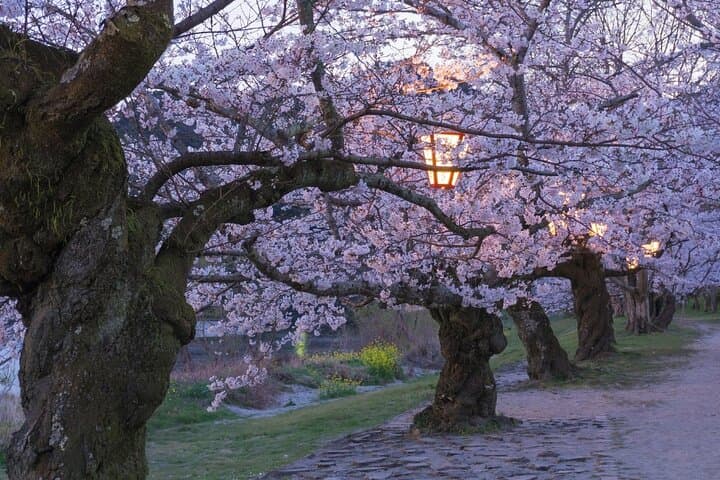 Private Hiroshima Cherry Blossom and Sakura Experience — photo 4