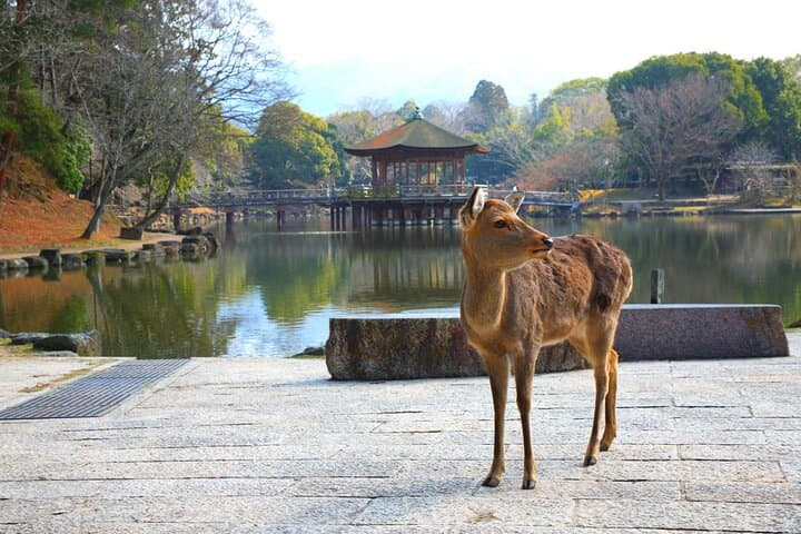 Private Journey in Nara’s Historical Wonder — photo 5