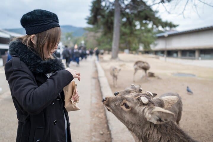 Private Journey in Nara’s Historical Wonder — photo 4