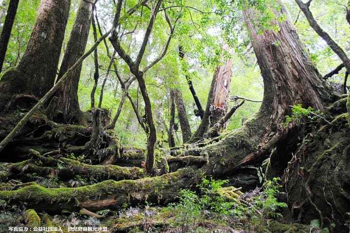 Half Day Walking Tour in Yakusugi Land — photo 2