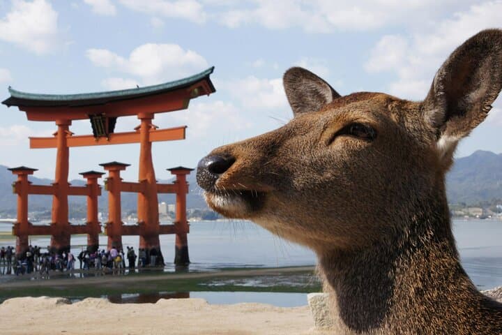 Hiroshima Miyajima 1 Day Bus with Indian Lunch plus Shinkansen — photo 2