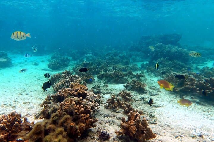 Okinawa - Kayak & Snorkel Private Tour in Yanbaru (North Okinawa) — photo 15