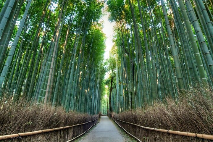Kyoto tour with English Speaking Chauffeur — photo 6