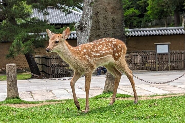 Private Nara E-bike - Family Tour with Lunch — photo 4