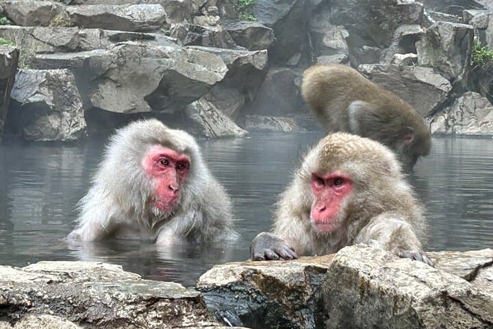 Full Day Snow Monkey Park Tour, From/To Tokyo, 2-12 guests — photo 8