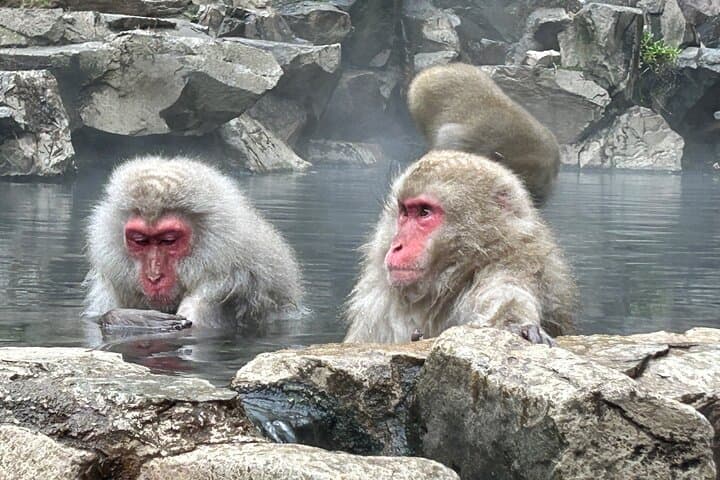 Full Day Snow Monkey Park Tour, From/To Tokyo, 2-12 guests — photo 9