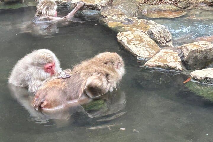 Full Day Snow Monkey Park Tour, From/To Tokyo, 2-12 guests — photo 14