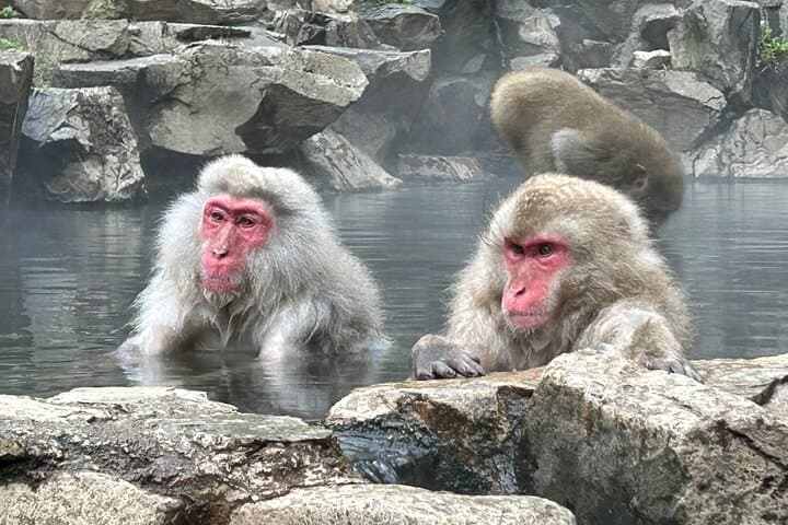Full Day Snow Monkey Park Tour, From/To Tokyo, 2-12 guests — photo 11