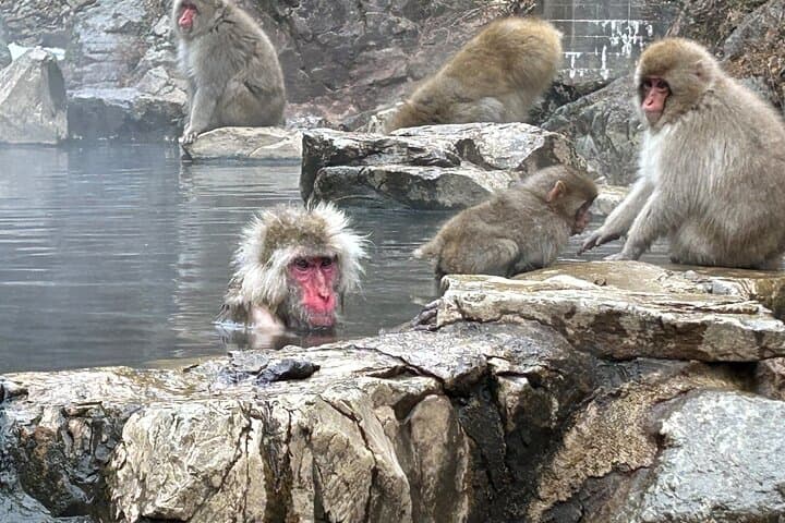 Full Day Snow Monkey Park Tour, From/To Tokyo, 2-12 guests — photo 5