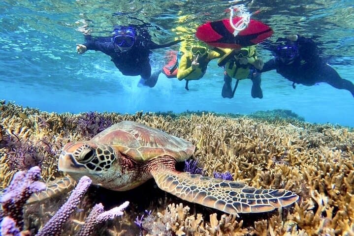 [Miyako Island/Half Day] Sea Turtle Snorkeling — photo 5