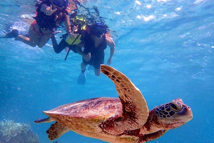 [Miyako Island/Half Day] Sea Turtle Snorkeling — photo 4