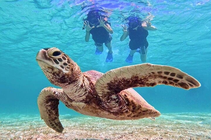 [Miyako Island/Half Day] Sea Turtle Snorkeling — photo 6