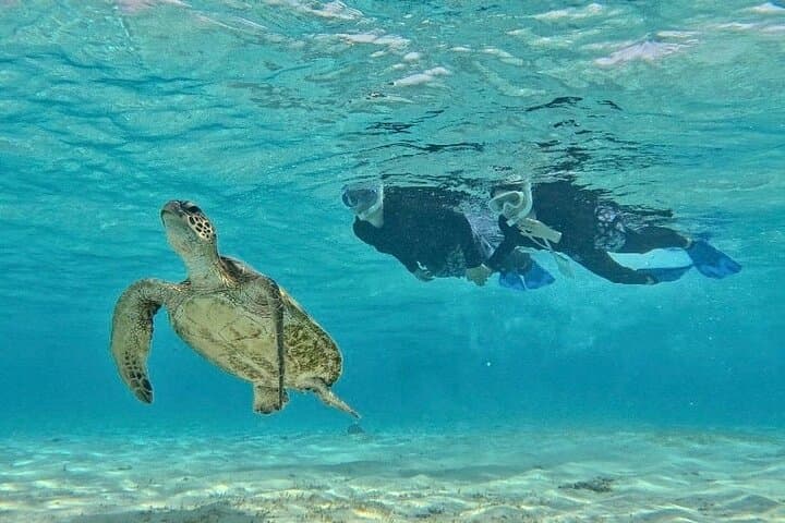 [Miyako Island/Half Day] Sea Turtle Snorkeling — photo 10