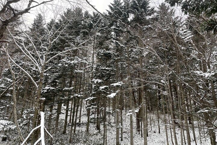 Full Day Snowshoeing Adventures with Onsen. — photo 6