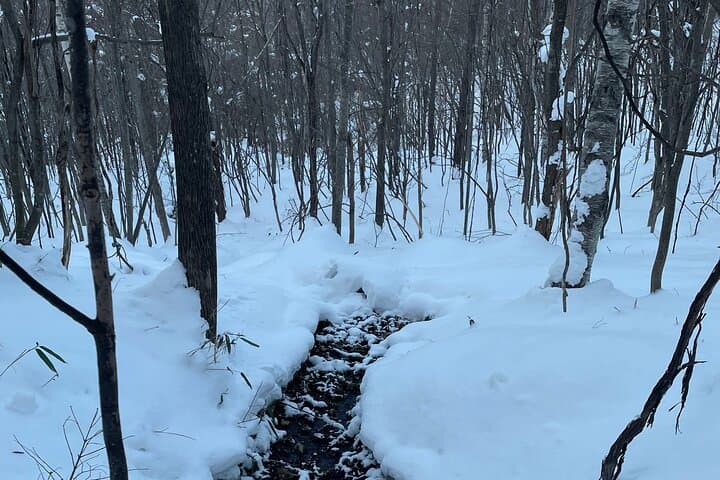 Full Day Snowshoeing Adventures with Onsen. — photo 8