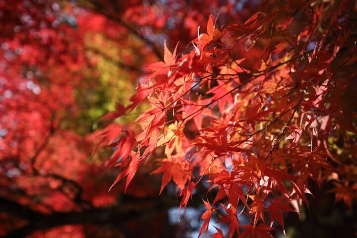 Fukui private full day/Photoshoot by professional photographer — photo 18