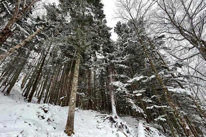 Full Day Snowshoeing Adventures with Onsen. — photo 11