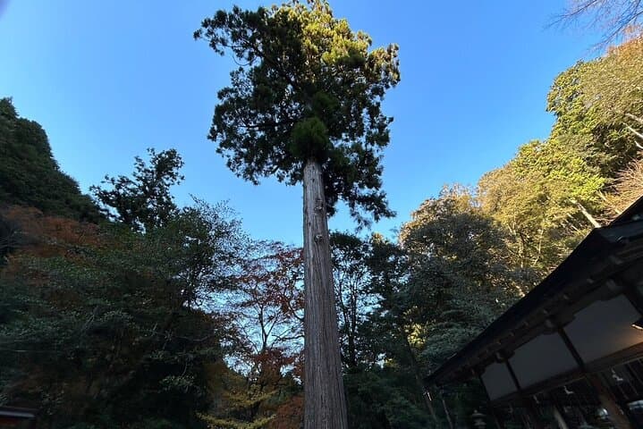 Yoshino Full Day Cycling + Hiking Tour — photo 5