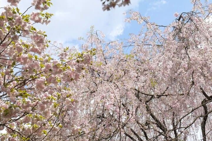 Kyoto's World Heritage Walking Tour from Kyoto st. — photo 10
