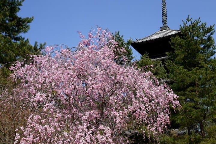 Kyoto's World Heritage Walking Tour from Kyoto st. — photo 13