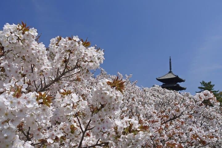 Kyoto's World Heritage Walking Tour from Kyoto st. — photo 14