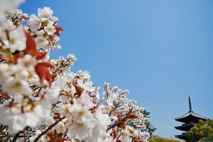 Kyoto's World Heritage Walking Tour from Kyoto st. — photo 15