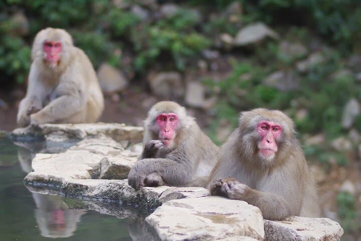 Snow Monkey and Obuse from Nagano — photo 3