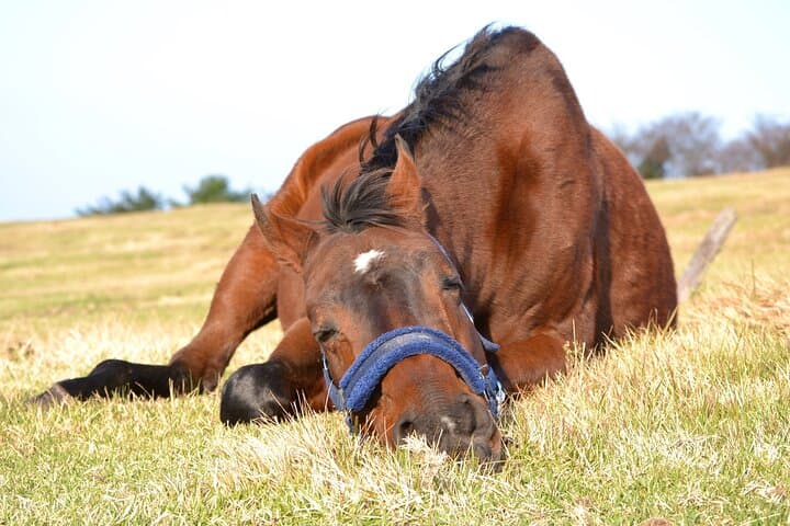 Pasture Hike with Horse Whisperer at Horse Trust in Kagoshima — photo 8