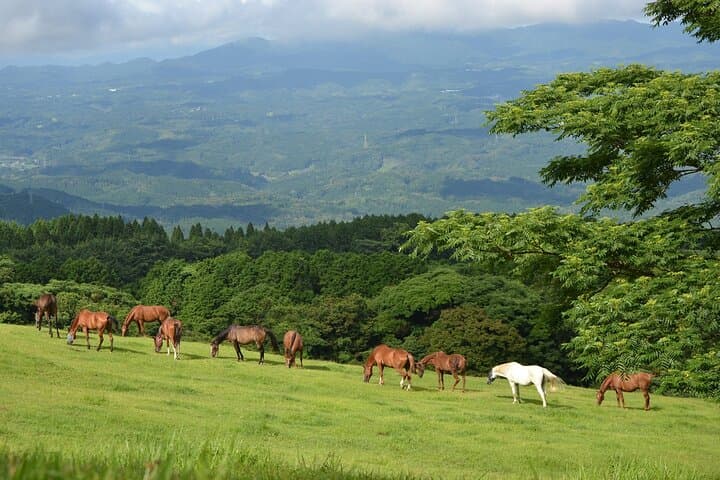 Pasture Hike with Horse Whisperer at Horse Trust in Kagoshima — photo 10