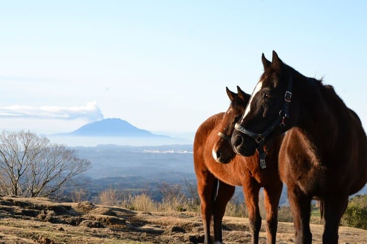 Pasture Hike with Horse Whisperer at Horse Trust in Kagoshima — photo 11