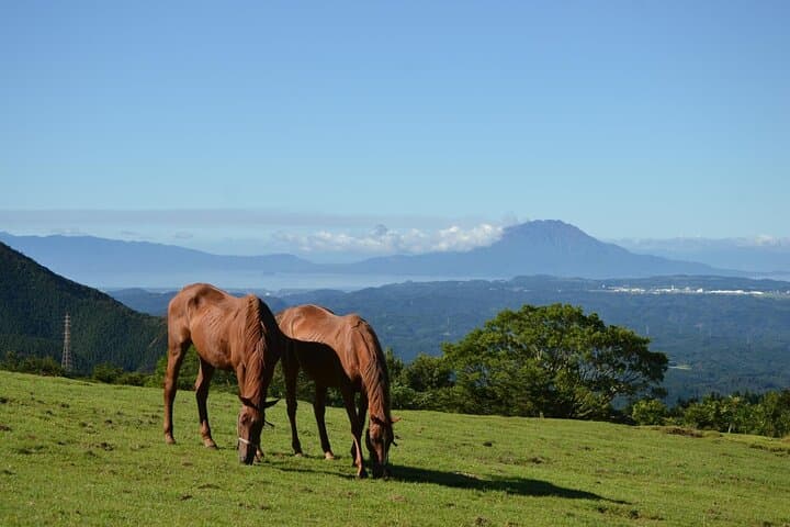 Pasture Hike with Horse Whisperer at Horse Trust in Kagoshima — photo 12