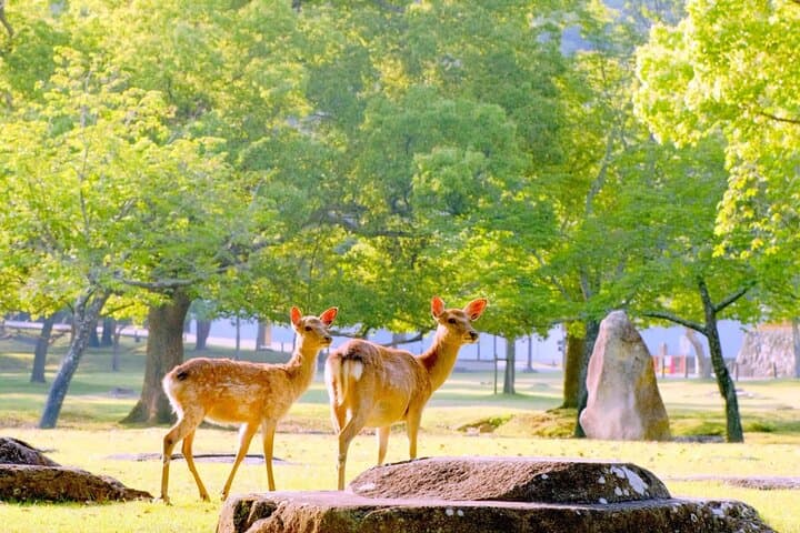 From Osaka 10 Hours Tour with Private Vehicle in Kyoto or Nara — photo 3
