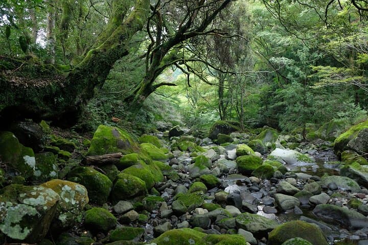 Hike Japan Heritage Hakone Hachiri with certified mountain guide — photo 2