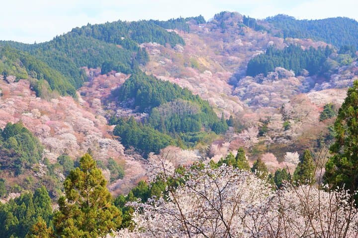 Cherry Blossom Buddha and Mt.Yoshino with Strawberry Picking Tour — photo 7