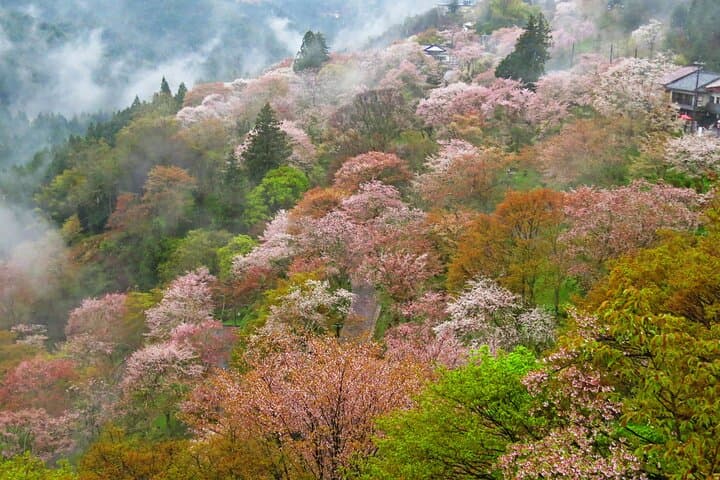 Cherry Blossom Buddha and Mt.Yoshino with Strawberry Picking Tour — photo 8