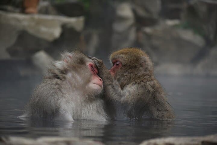 Snow Monkey and Obuse from Nagano — photo 5