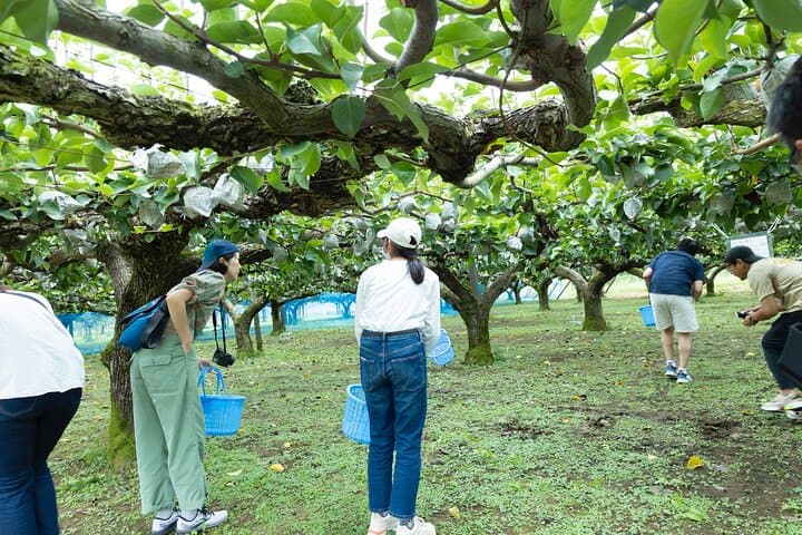Fruit Farm Dining Experience in Ukiha — photo 2