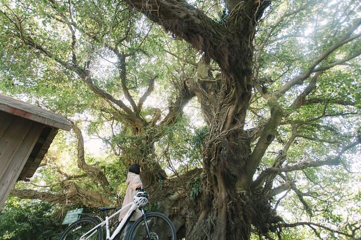 Sakurajima One Day Round Journey with E-bike — photo 7