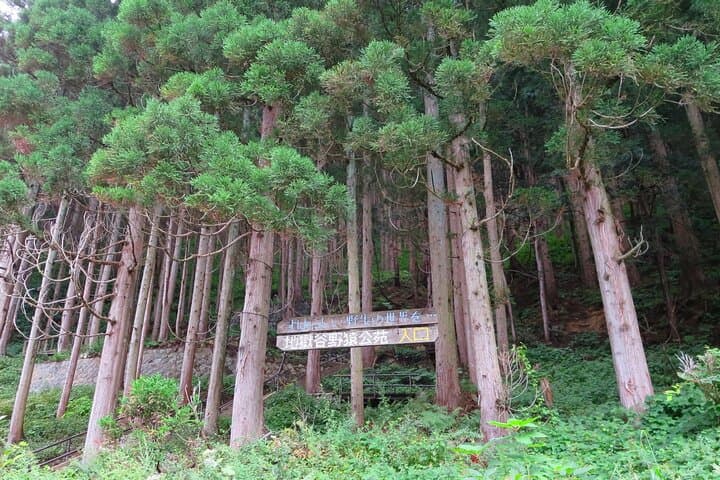 Snow Monkey and Obuse from Nagano — photo 6