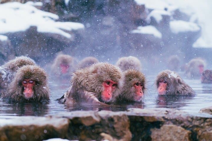 Snow Monkey and Obuse from Nagano — photo 7