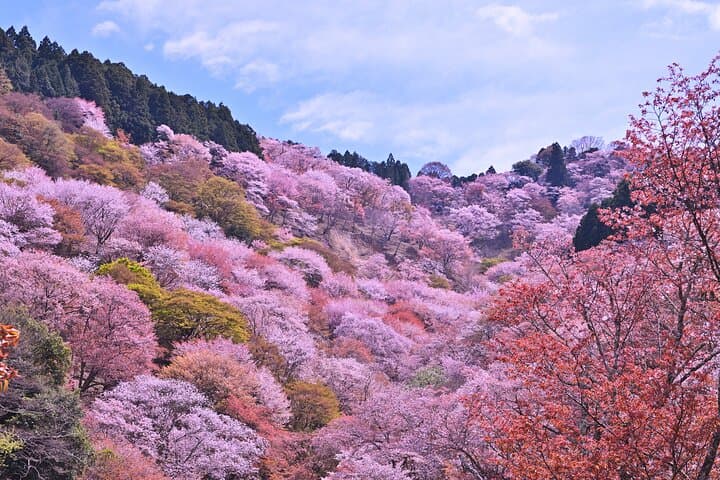 Cherry Blossom Buddha and Mt.Yoshino with Strawberry Picking Tour — photo 6