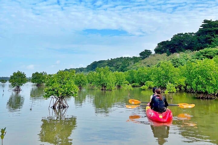 Iriomote 1 Day Mangrove SUP/Canoe, Barasu Island & Yubu Island — photo 16