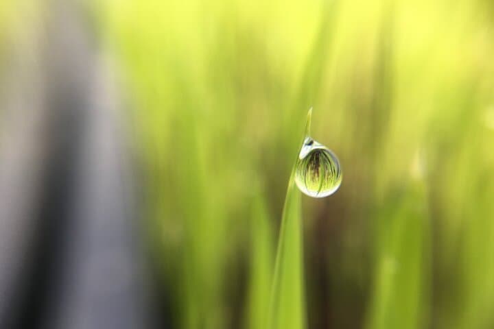 Private Rice Agriculture Experience in Mie — photo 13