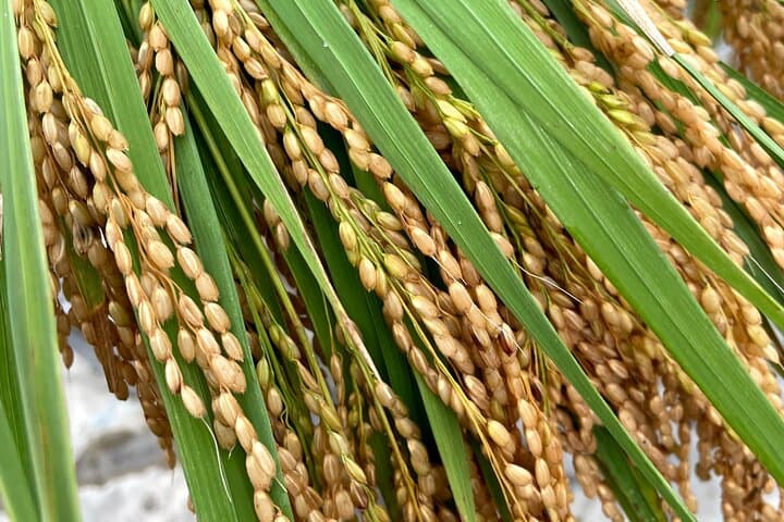 Private Rice Agriculture Experience in Mie — photo 5